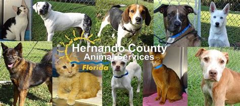 Hernando county animal services - Hernando County Animal Services Suspends Public Operations Until Further Notice. Post Date: 05/12/2023 8:32 PM. Dominique Holmes Public Information Coordinator Hernando County Government 15470 Flight Path Dr., Brooksville, FL 34604 Office: (352) 540-6426 Cell: (352) 277-1069.